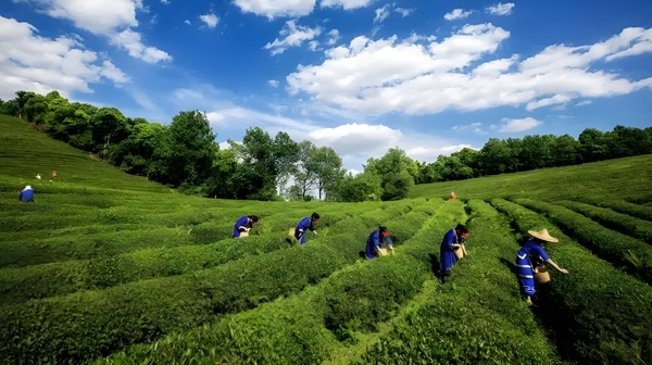 贵州茶类包装设计：文化元素的深度探索与传承